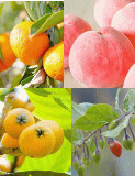 ４つの国産果物の写真