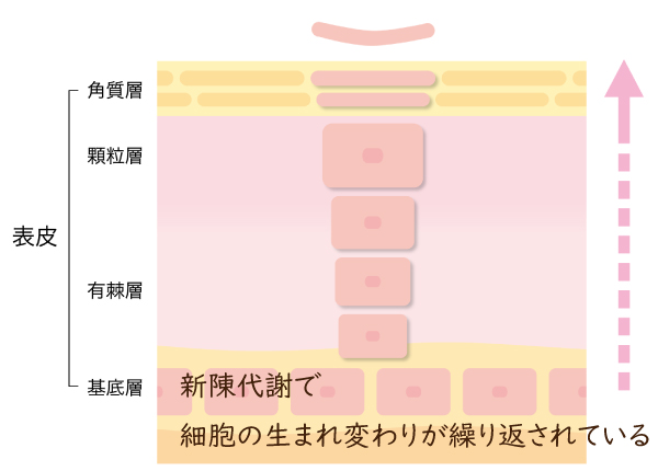 肌断面図。新陳代謝で細胞の生まれ変わりが繰り返されている