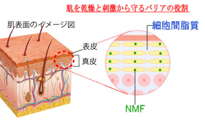 肌断面図と表皮における細胞間脂質とNMF(天然保湿因子)を示すイメージ図。肌を乾燥するバリアの役割