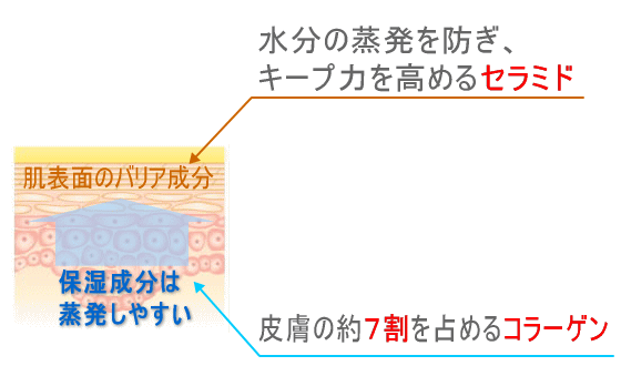 水分の蒸発を防ぎ、キープ力を高めるセラミド。皮膚の約7割を占めるコラーゲン