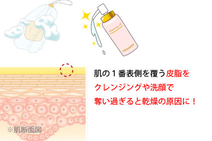 イラスト解説。肌の1番表面を覆う皮脂をクレンジングや洗顔で奪い過ぎると乾燥の原因に!