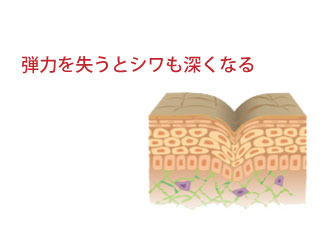 肌断面図。弾力を失うとシワも深くなる